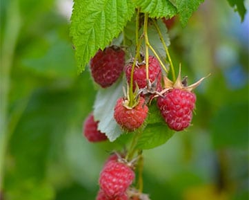 Maison-andre-monteil-now-available-maroccan-raspberries